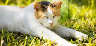 Останні дні сонця: синоптикиня анонсувала дощовий кінець тижня у Києві