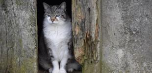 Кінець потепління: 3 квітня температура в Україні знизиться 