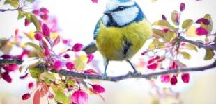 Літня погода. Синоптики повідомили, коли в Україні потепліє до +25 та у яких областях буде дощ на Великдень