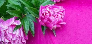 Зливи, шквали і град: синоптики розповіли, чи чекати аномальної погоди в Україні влітку, і попередили про 