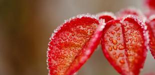 В Україну йдуть дощі та мокрий сніг: прогноз погоди на четвер від Укргідрометцентру