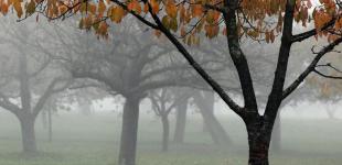 В Україну прийдуть тумани та мокрий сніг: прогноз погоди на тиждень від синоптикині