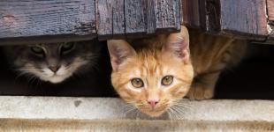 Температура в Україні підскочить вище +10°: де буде найтепліше