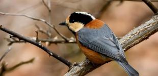 Де в Україні вдарить +15 градусів: погодні умови різко зміняться