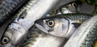 Скумбрія перебуває на межі: риба страждає через надмірний вилов, - The Guardian