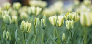 Гороскоп на 12 квітня для всіх знаків зодіаку: день революційних змін