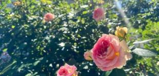 Гороскоп на 26 червня для всіх знаків зодіаку: дні, коли потрібно подолати сумніви