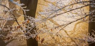 Морозна погода без опадів: прогноз на 5 грудня