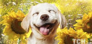 Україну накриє спека до +34 і магнітні бурі — прогноз погоди на 24 липня