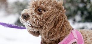 Прогноз погоди на 3 грудня: де в Україні буде сніг та мороз