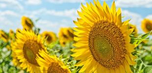 Частину областей накриє спека +36 градусів: де температура різко зросте