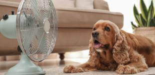 Дощі і спека відступають: якою буде погода в Україні в останній день липня