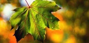 В Україну прийдуть дощі та незначне похолодання: синоптикиня назвала дату