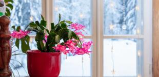 Як доглядати за різдвяником, щоб він гарно цвів