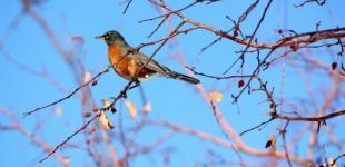 Погода в Україні 12 березня: синоптикиня розповіла, яка буде температура та чого очікувати