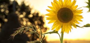 До України йде нова хвиля сильної спеки: синоптикиня назвала дати