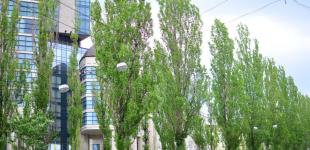 Чому в СРСР повсюди садили тополі та навіщо зараз їх активно вирубують: про це цікаво знати