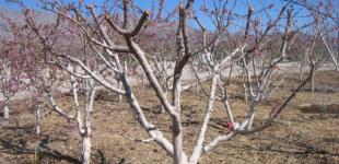 Як обрізати абрикос після зими для гарного врожаю