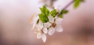 10 квітня погоду в Україні визначатиме антициклон, - синоптик Діденко