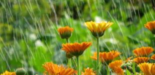 В Україну повернеться спека: синоптики дали детальний прогноз до кінця тижня