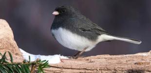 Аномальне тепло 1 січня 2025. Синоптики назвали області, де у перший день нового року буде +11 градусів