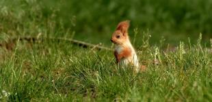 Спека до +31° і дощі з грозами: прогноз погоди на 28 червня