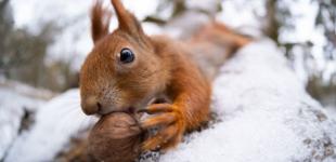 На вихідних в Україні вдарять морози, піде сніг: синоптики дали детальний прогноз