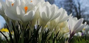 Чи буде весна 2025 року ранньою: синоптик попередив про одну особливість