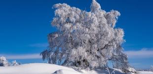 Що зірки нам пророкують: гороскоп на тиждень 22 – 28 січня 2024 року