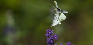 Погода в Україні на 30 квітня: що прогнозують синоптики