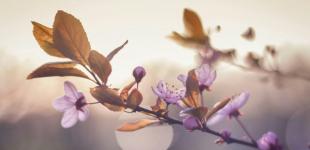 Міжнародні та державні свята в квітні 2024 року: як працюватимуть та відпочиватимуть українці