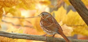 До України йде потепління: прогноз погоди на 7 листопада