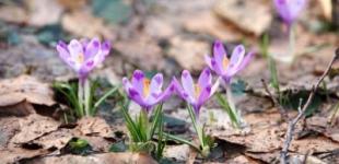 Тиждень в Україні почнеться з дощу й сильного вітру