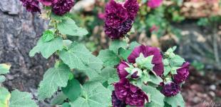 Гороскоп на 13 липня для всіх знаків зодіаку: день, коли можна потрапити під вплив непорядних людей