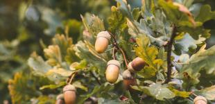 Біди оминатимуть: три дерева, які повинні рости поряд з вашою оселею