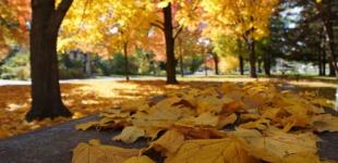 Потепління вже близько: яку погоду синоптики «обіцяють» українцям у листопаді