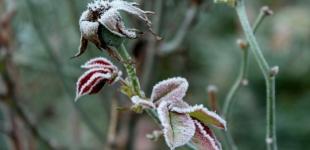 На зиму взимку не чекайте: грудень в Україні обіцяє бути аномально теплим