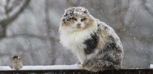 Синоптикиня повідомила про температуру вище за середню кліматичну норму аж до Різдва