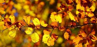 Яким буде жовтень в Україні: прогноз синоптиків