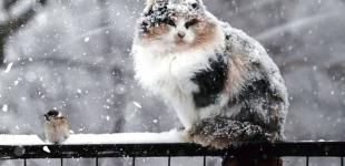 Україну накриють дощі зі снігом: синоптики дали детальний прогноз погоди на вихідні