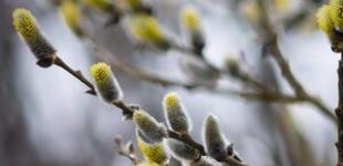 Дощі, тумани і температурні гойдалки: прогноз синоптика на новий тиждень