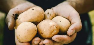 Чому досвідчені городники роблять на картоплі надріз перед висаджуванням: а ви і не здогадувалися