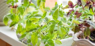 Город на підвіконні: як вирощувати трави взимку