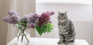 Міжнародні та державні свята в травні 2024 року: як працюватимуть та відпочиватимуть українці