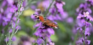 Гороскоп на 17 липня для всіх знаків зодіаку: день, коли все потрібно робити безкорисливо і від душі