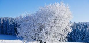 Зима лише на три дні: прогноз погоди на лютий 2025 року