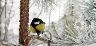 Школи в онлайн і без потреби не виїжджати. На Україну насувається снігопад: де і до чого готуватися