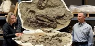 Вчені виявили останню трапезу 75-мільйолітнього тиранозавра: що це було