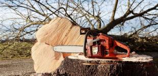 За яких умов можна без штрафу спиляти дерево в Україні: коли потрібен дозвіл