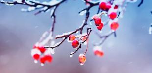 Вдарить мороз до 13 градусів: синоптикиня попередила про похолодання в Україні